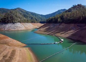 Shasta Salmonid Collection CDWR CM x