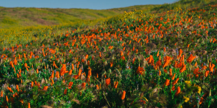 nat superbloom ac facebookJumbo - Planeticnet | Education