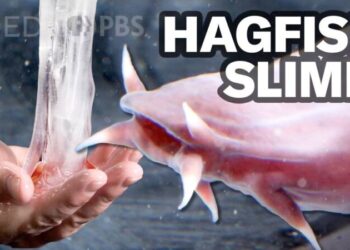 DEEP How Hagfish Unleash a Torrent of Slime shield x
