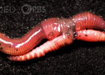 DEEP Earthworm Love is Cuddly and Complicated KQED x