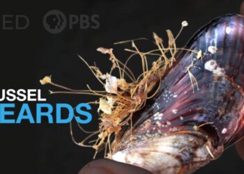 DEEP Yep Mussels Grow Beards With Their Feet KQEDv x