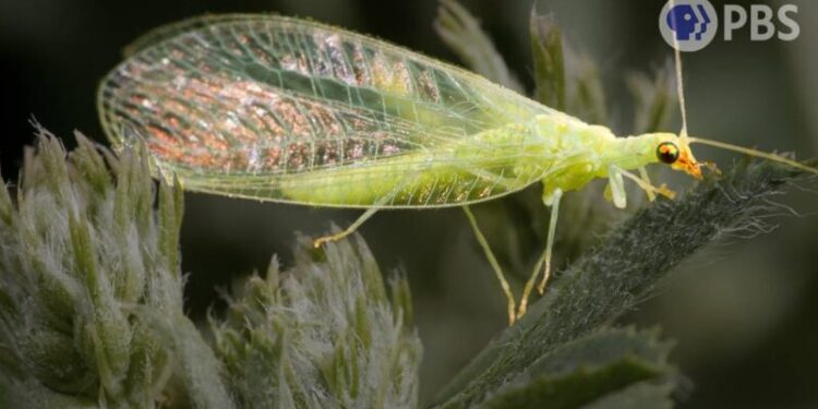DL Lacewing Bachelors Vibrate to Find a Valentine A KQED x