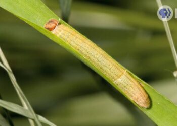 DL Want a Cozy Free Home Ask This Caterpillar How KQED B x