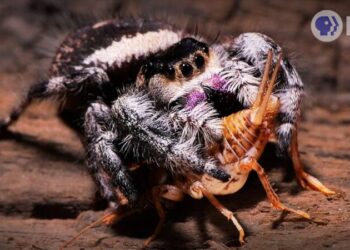 DL This Jumping Spider Trains Itself to Kill KQED A x