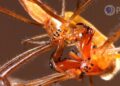DL These Spiders Hook Up With Enormous Jaws KQED B x