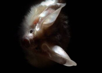 DL bat ears warm CC x
