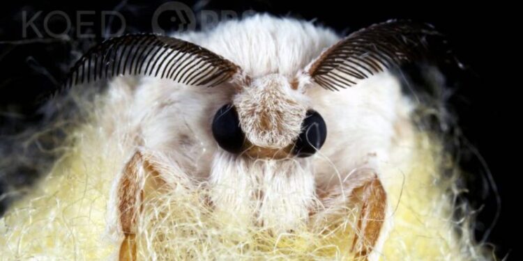 DL Watch Silkworms Spin Cocoons That Spell Their Doom KQED x - Planeticnet | Education
