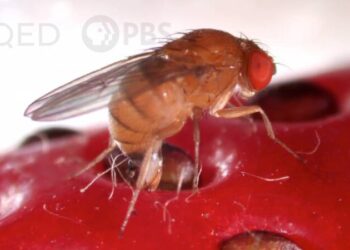 DL This Freaky Fruit Fly Lays Eggs in Your Strawberries KQED x
