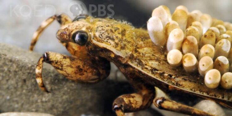 DL Dont Go Chasing Water Bugs KQED x - Planeticnet | Education