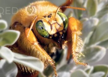 DL Carpenter Bees Stab Flowers To Steal Their Nectar KQED x