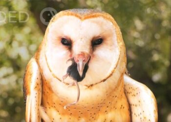 DL Owl Pellet shield KQED x