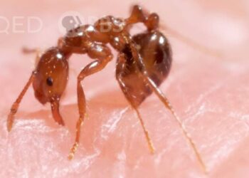 DL Fire Ants Turn Their Babies into a Stinging Life Raft KQED x