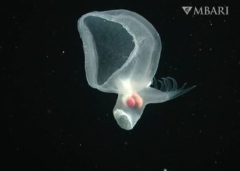 MBARI Mystery mollusc T logo x