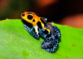 Mimic Poison Frog