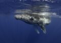 WhalesBubblesGetty