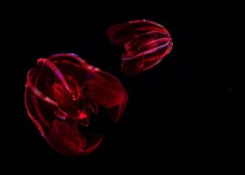 bloody belly comb jellies Tyson V Rininger resuze x