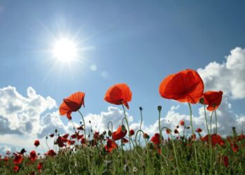 poppy