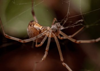 spider videos for kids